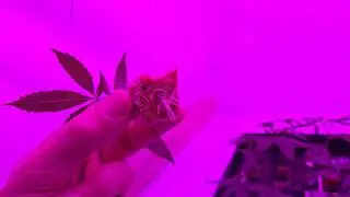 Aeroponic cannabis 13 days in flower.Peanut Butter Frosting (Sacred Cut Seed Co)