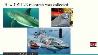 Sharkproject