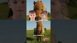 What is the difference between a PONY and a HORSE? 🐴 #animalfact #horse #pony #ponies #shortsforkids