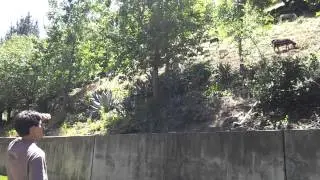 Funny goat noises