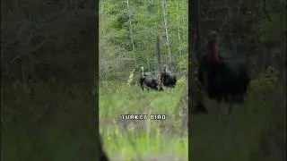 Mysterious Behavior of Turkey Birds #science #sciencefacts