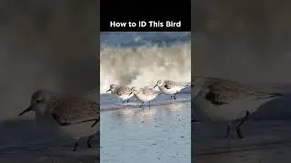 Can you identify these shorebirds?