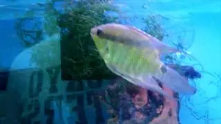 Dwarf Flag Cichlids, Andinoacara latifrons and XL Festive Cichlid