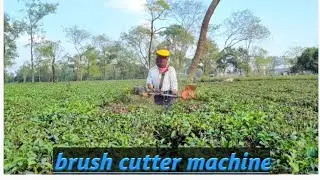 Brush कटर ✅ || pruning machine brush कटर ✔️// tea garden pruning maching 👌 #amazing #teafarming