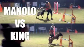 Two supercharged Belgian Malinois clash - Dog Agility