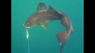 Cod feeding frenzy while jig fishing in North Norway