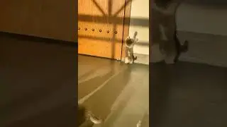 Cute little Cat 😺😺 playing with shadow #shorts #cute #happyLife