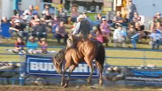 H201 Alvy - Bailey Pro Rodeo