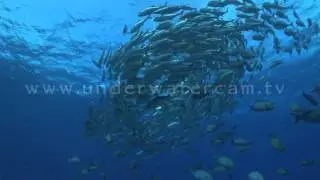 Big eye jack fish circling, backlight shot: stock footage:circ010
