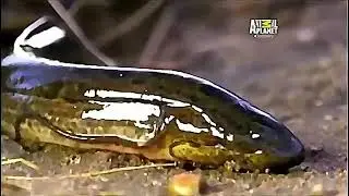 Peixe pulmonado africano: O elo perdido entre peixes, répteis e anfíbios.