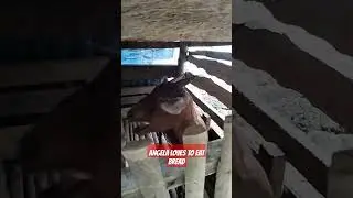 Angela the goat #goat #amazing #wows #reels #reelsvideo #shortvideo
