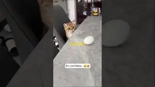 Funny and Curious Cat video|Playing video|#shorts #viralshorts #trendingshorts #youtubeshorts #funny