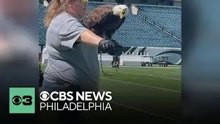Lincoln, the Philadelphia Eagles' real-life mascot, featured in Budweiser Super Bowl commercial