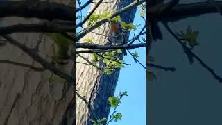 Rouge-Gorge en Chanson 🌿🎶