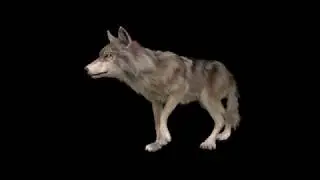 Wolf Walk Canter Run