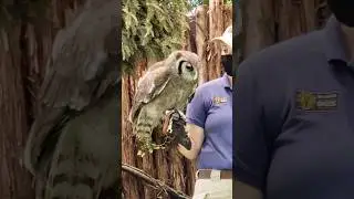 Hodari ( Milky Eagle Owl ) With Trainer 🦉