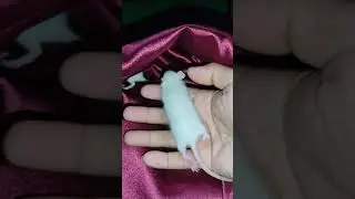 Cute little white mice