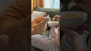I have a Soup Cat 🍜