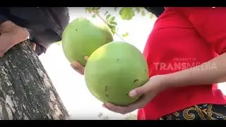 Segarnya RUJAK LEGI Buah Maja