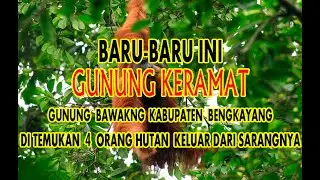 SUARA ORANG HUTAN MARAH
