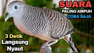 Masteran pancingan perkutut lokal gacor untuk yang malas bunyi dijamin langsung nyaut