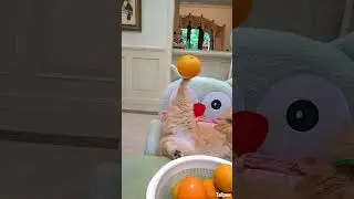 Hurry up and get a cat#confusingbehavior #cat #viral