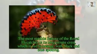Top 10 Beautifully Crowned Birds - Animals Of 2017 - Animals Channel