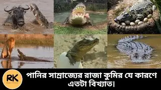পানির রাজা কুমির যে কারণে এতটা বিখ্যাত। King Of The Water Crocodile | RK Media Official |