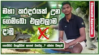 කරදරයක් වෙච්ච ගෙම්බෝ මාළු ටැංකියෙන්  එලවමු ..How to send frogs away from fish tanks