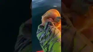 Calicos bass on the Alabama rig