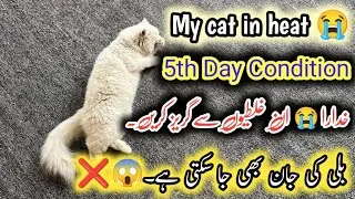 My Cat in Heat How to Help || Don't do these mistakes with Cat in Heat Cycle || Stop Cat Heat Cycle