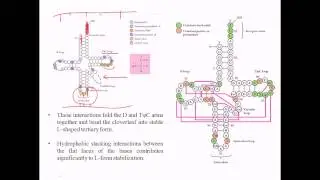 Structure of tRNA