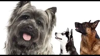 5 Tips On How To Care For Your Cairn Terrier