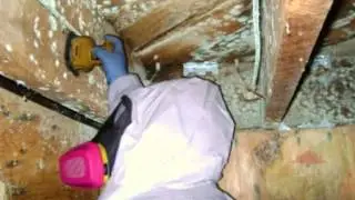 How to Kill Black Mold? San Francisco CA
