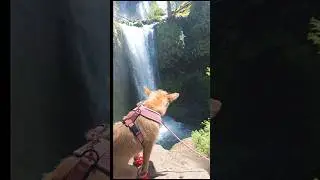 Small Dog, big adventures #doglife #pnw #hikingwithdogs