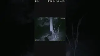Creepy Things Caught On Trail Cameras