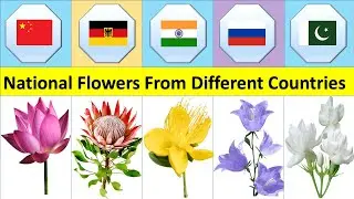 National Flower From Different Countries | Flowers Comparison| World Flowers Comparison