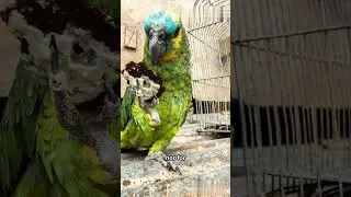How the Illegal Pet Trade Affects Wild Parrots #birds #wildliferescue #parrot