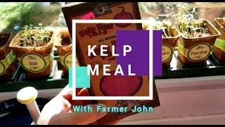 Kelp Tea: Helping Plants with some Kelp Meal