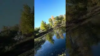 Insane pov! Top water frog get smashed! #colorado #bigcatfeverrods #bass #bassfishing #fyp