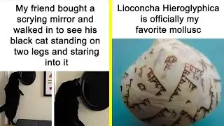 Hilarious Animal Memes That Might Make Your Day At Least Slightly Better