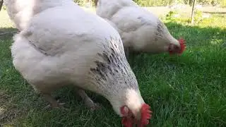 Helga & Grete beim Grasfressen.