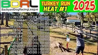 BDRL Pet Dog Racing Highlights Turkey Run#shorts Backyard Dog Racing League