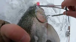 Drift Fishing Huron Tributaries for Steelhead 2025