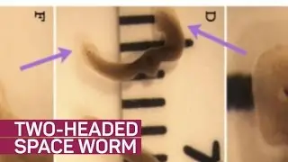 This Worm Grew Two Heads After Visiting Space (CNET News)