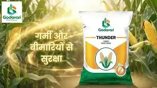 Thunder Maize Seed 🌱 | Godavari का सबसे दमदार मक्का बीज