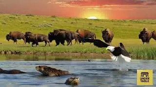 Natural Ai video. #facts #funny #animallife #jungle #tiger #birds #nature 