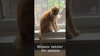 👆👆 Maddy, Golden-Window Oath &mdash; Gnocchi&rsquo;s ginger pop-rap with cozy house/Latin sway & night purrs 🐈🧡🌇