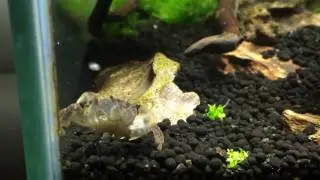 Jeremy the freshwater pom pom crab