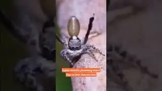 The Colorful Dance of the Peacock Spider: A Fascinating Species from Australia